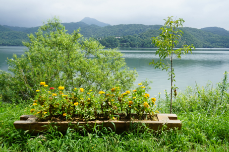 [회원특가] 횡성호수길 산책/횡성전통시장/풍수원성당/용문사 은행나무  당일