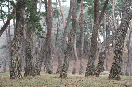 [30주년 사은행사] 리무진버스-영주 무섬마을/소수서원/천년고찰의 부석사 (중식제공) 당일