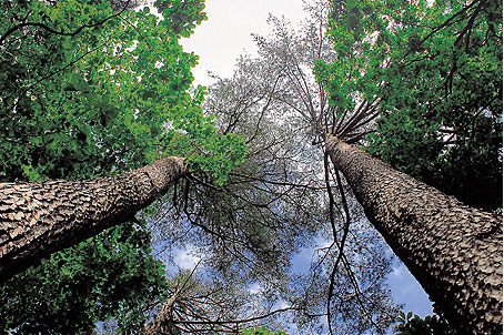 [강원] 리무진버스-100년만에 개방된  강릉 어흘리 천년 금강소나무 숲 산책과  경포대 바다 당일
