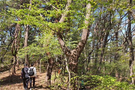 [30주년 사은행사] 서산 내포불교순례길 5코스 (서산마애여래삼존상 ~ 내포문화숲길) 영양솥밥제공 당일