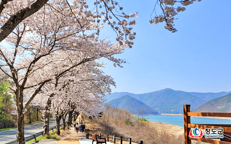 [경북] 벚꽃잔치 - 청도 운문사벚꽃과 운문댐 벚꽃 산책 당일