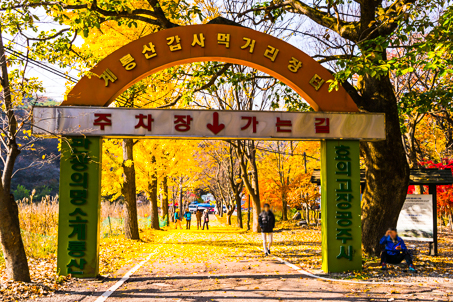 [충남] 춘 마곡 추 갑사 따라가기 공주 동학사/갑사 단풍/금강수목원  당일