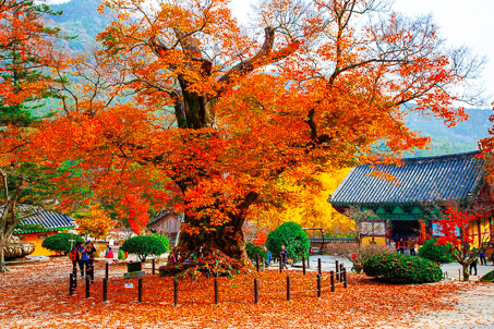 [여행상품권 2만원 증정] 부안 위도 섬 일주(선박비,현지버스비 포함)와 내소사단풍/채석강/즐포만 노을빛 정원/변산마실길 1박2일