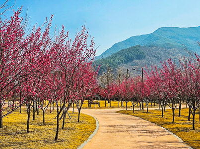 [전남] 숨겨진 봄꽃 핫플 여행(섬진강수달생태공원 홍매화/광양 옥룡사지 동백 숲) 당일