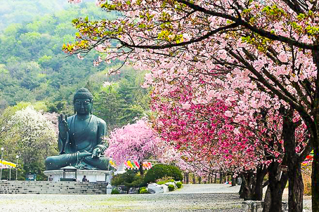 [충남] 늦게 피는 겹벚꽃과 겨레의 혼-천안 각원사 겹벚꽃. 병천순대거리. 독립기념관 당일