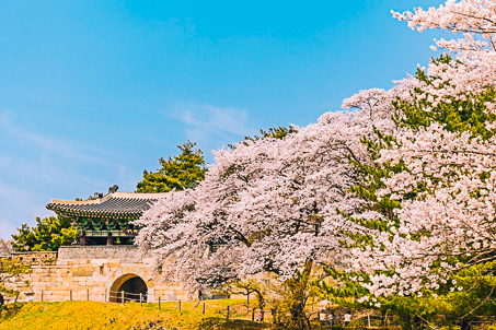 [충북] 따뜻한 남쪽의 청와대인 청주 청남대 벚꽃 & 상당산성 산책 당일