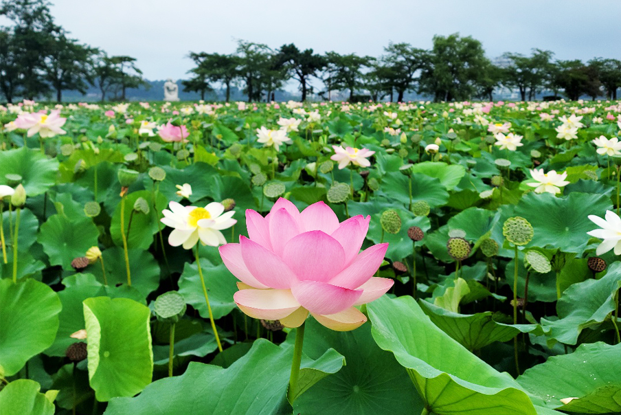 [7월5일,6일 밴드댓글이벤트] 리무진버스 - 강릉 경포대가시연습지 연꽃과 강릉바다여행(경포-안목항) 당일