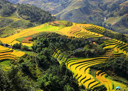 [베트남] [해바라기 안내] 베트남 하노이/닌빈/사파(판시판) 4박5일