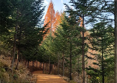 [충북]  리무진버스 - (잘놀고 잘먹는 실버여행 5탄) 미동산 수목원과 속리산 법주사(중식제공)  당일