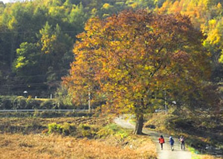 [전북] [이기철안내] 리무진버스 - 진안 고원길 12구간(고개너머 동향길)트래킹 당일