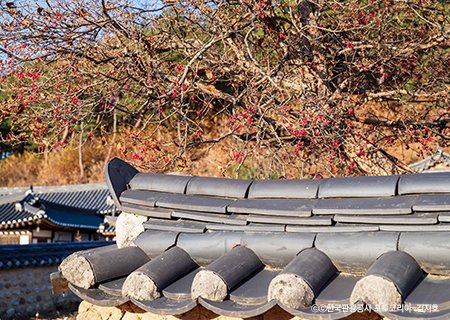 [회원행사] 봉화의 진수성찬-닭실마을(석천정사)/서벽금강소나무숲길/축서사(중식제공) 당일