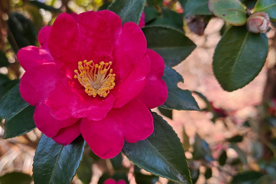 [출발확정] 리무진버스 - 신안 붉은 애기동백 가득한 신안 1004섬분재정원 겨울꽃축제와 퍼플섬여행(떡갈비정식) 당일
