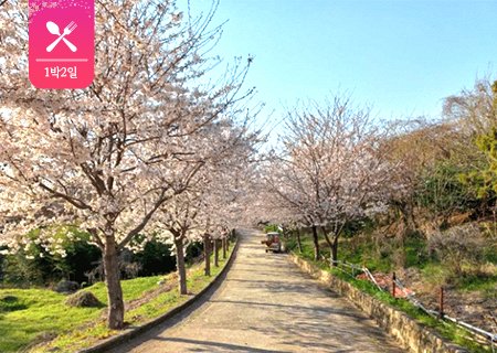 [전남] 리무진버스 -여수 맛집(오동도/케이블카/야간투어)과 여자도 벚꽃여행(전 일정 식사포함) 1박2일
