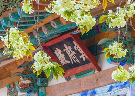 [충남] 서산 개심사 왕벚꽃(개심사가는길)과 해미읍성 여행 당일