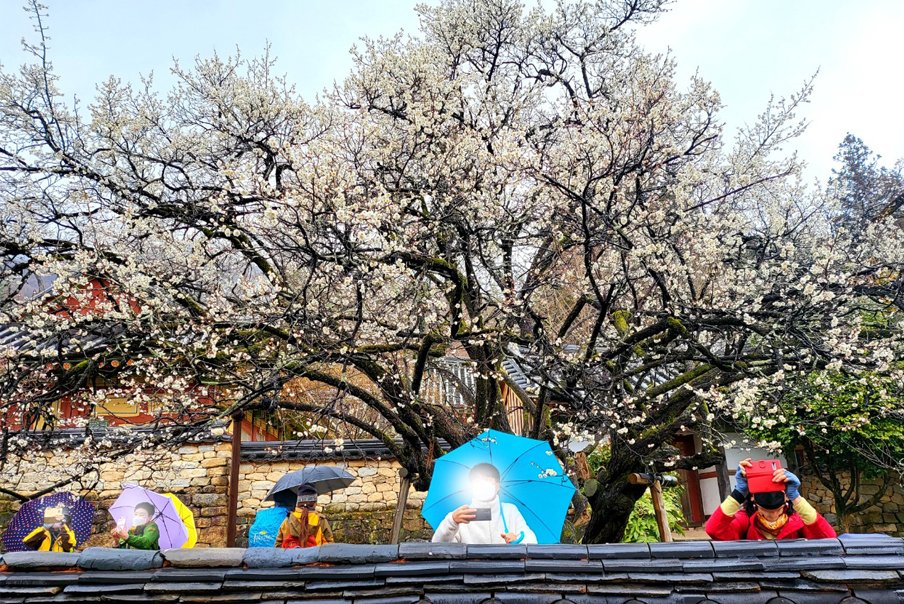 [해바라기 안내] 리무진버스 - 이른 봄에 피어난 순천 선암사 매화 봄산책 당일