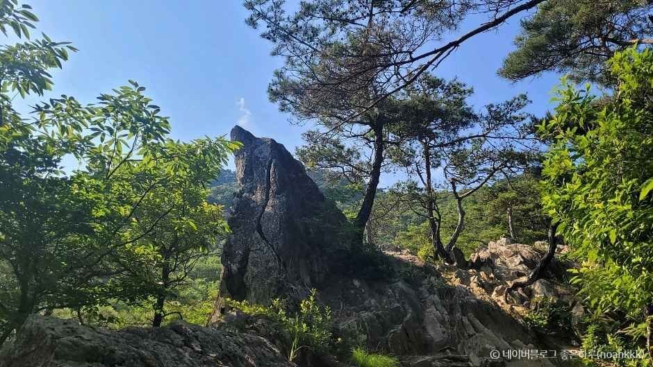 [전남] 리무진버스-여행자클럽에서 처음 가는 명소. 100대 명산 곡성 동악산과 도림사. 계곡 (하늘정원-수국) 등산 안하고 관광도 가능 당일