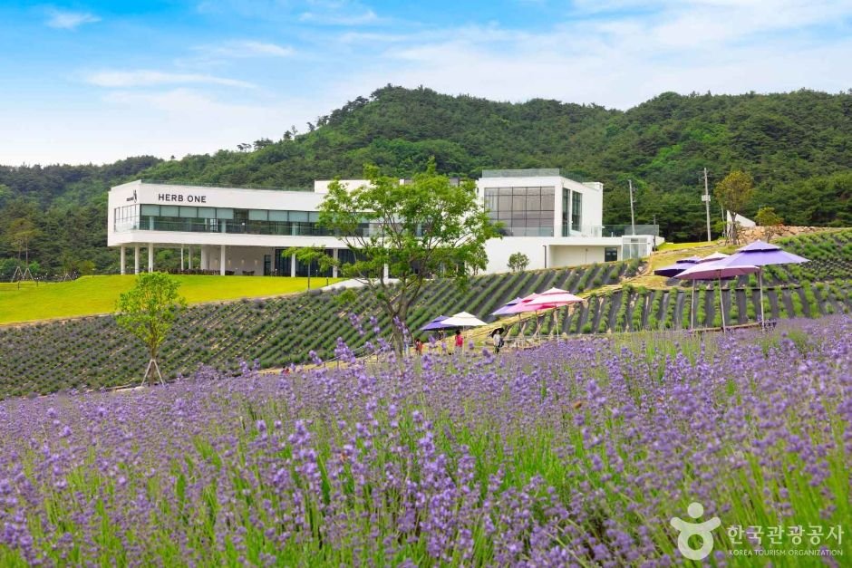 [전북] 리무진버스 - [허영만 백반기행 따라가기] 정읍 보라빛 라벤더 여행/미르샘다리/쌍화차거리 당일