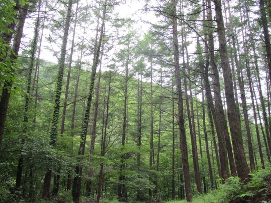 [산림청선정-명품숲길 50선 1코스와 2코스]  가평 연인산 명품계곡길과 소리향기길, 명언읽고가길 당일