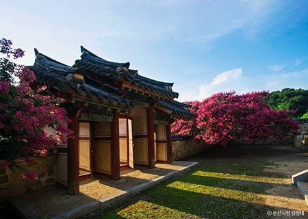 [충남] 사진작가들이 즐겨 찾는 배롱꽃의 명소 - 서천 문헌서원 / 강경시장 / 논산 충곡서원 / 명재고택  당일