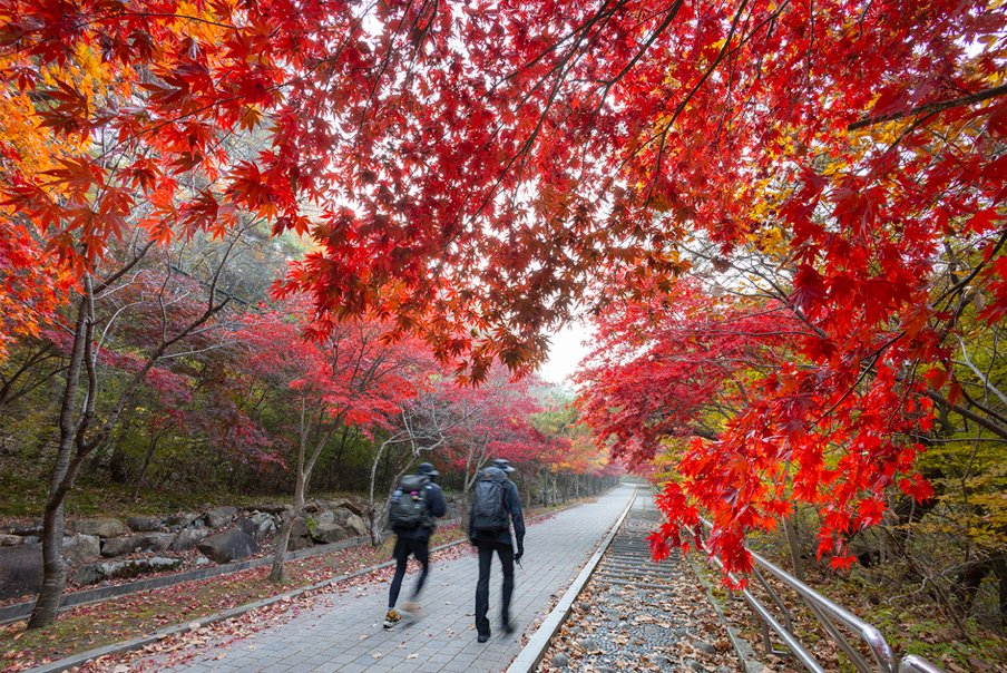 [옛 강경포구의 영광을 재현하다-지원특가] 근대역사문화도시 강경여행(젓갈백반,젓갈증정)/수락계곡단풍/관촉사 당일