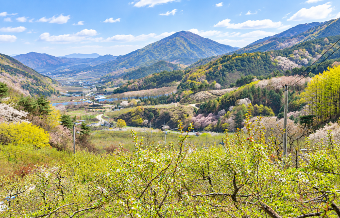 [경북]  리무진버스-소백산자락길 11자락길 (중식제공) 당일